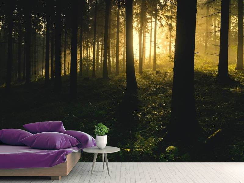 Wall Mural Photo Wallpaper Sunset in the forest