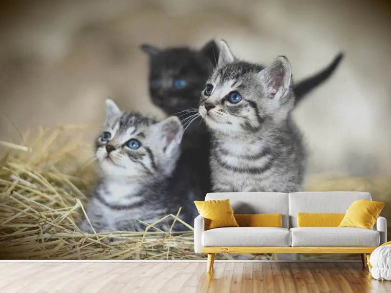 Fotobehang Kitten trio