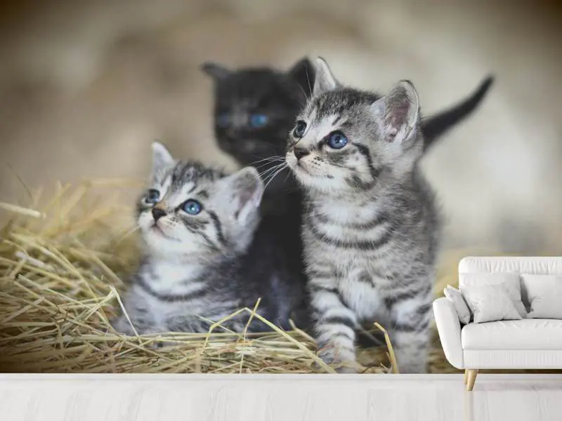 Fototapet Kitten trio