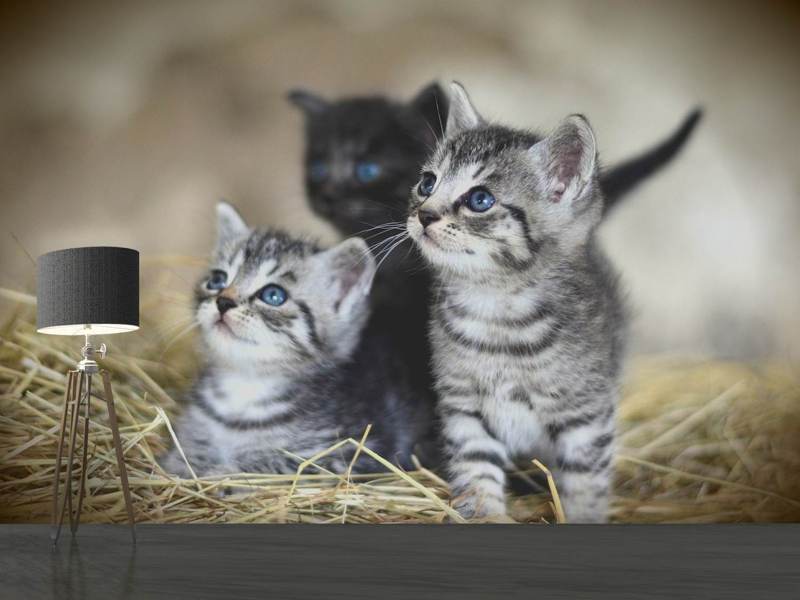 Fototapet Kitten trio