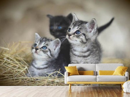 Papier peint photo Trio chaton