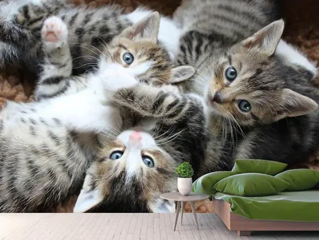 Fotobehang Many kittens