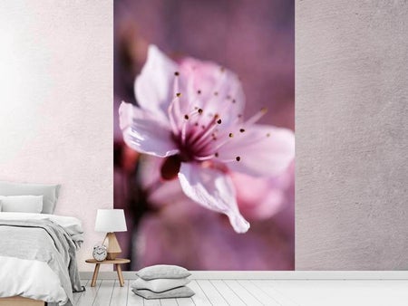 Fototapete Entzückende Kirschblüte