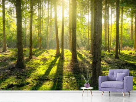 Wall Mural Photo Wallpaper In the middle of the woods