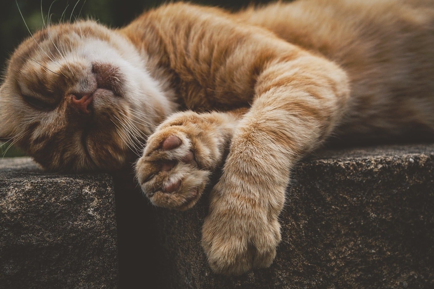 Fototapet Sleeping cat