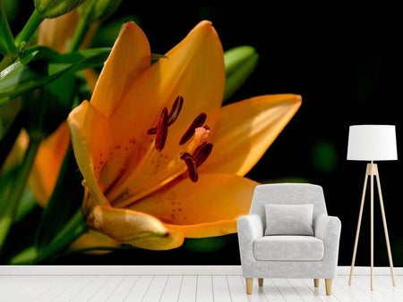 Wall Mural Photo Wallpaper Close up lily in orange