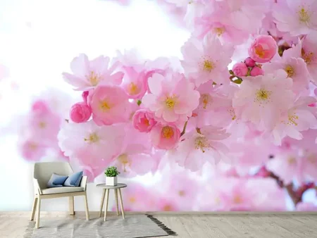 Wall Mural Photo Wallpaper Japanese cherry blossom XL