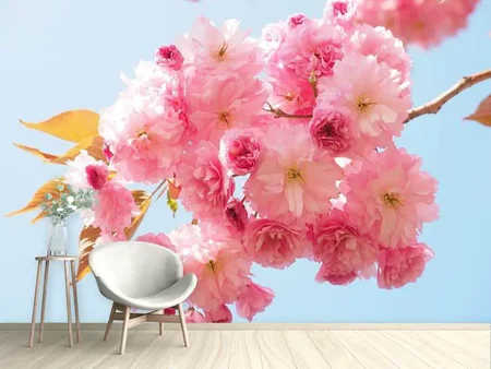 Wall Mural Photo Wallpaper The cherry blossoms