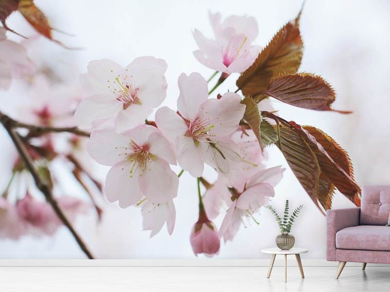Fotomurale Bella ciliegia giapponese