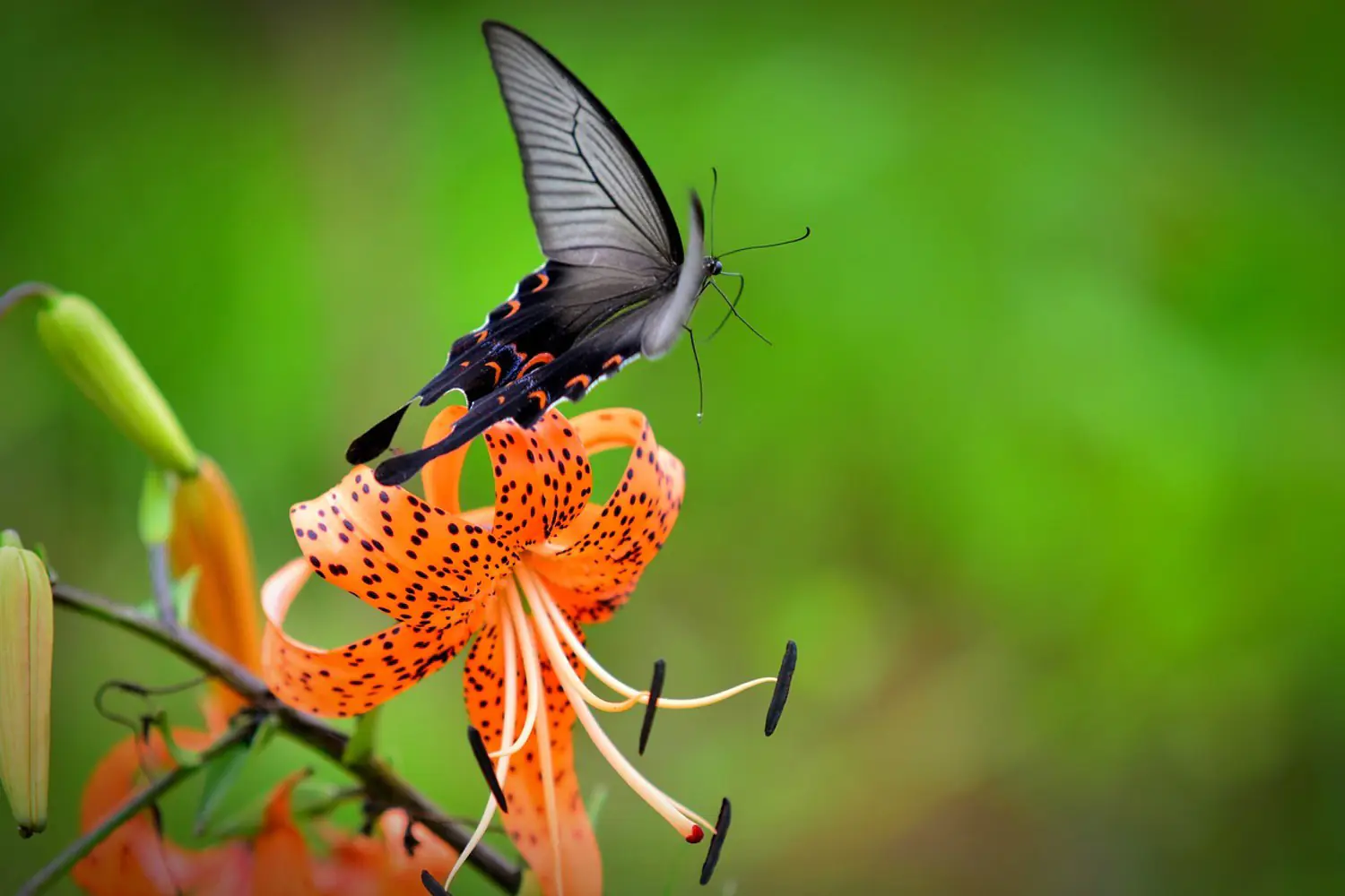 Fotomural El lirio de tigre y la mariposa