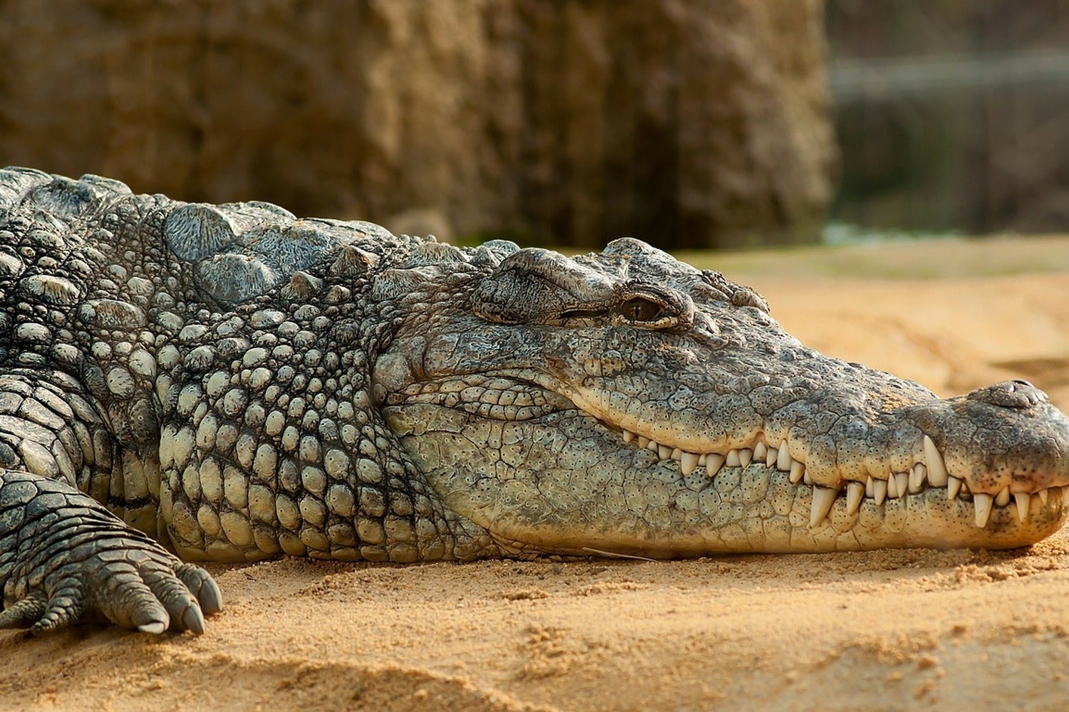 Animals wallpaper iPhone | Animal wallpaper, Crocodile animal, Reptiles