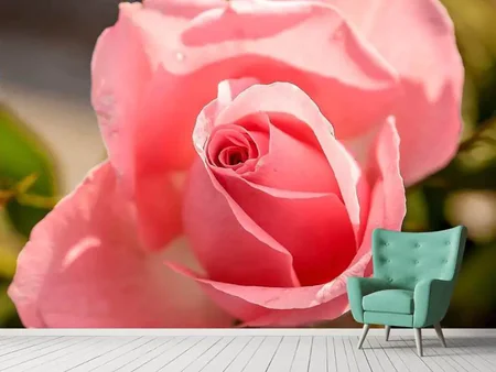 Wall Mural Photo Wallpaper The rose in pink