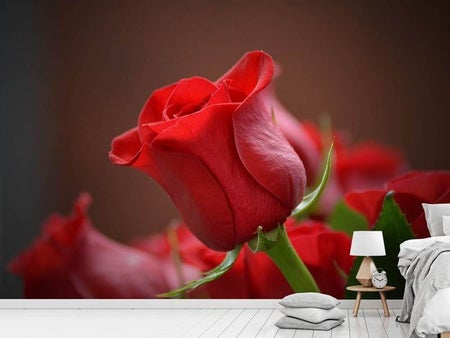Fotobehang Red rose in XL
