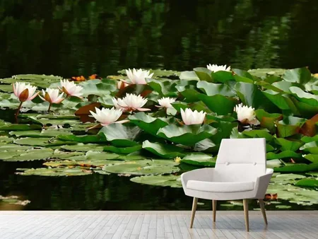 Wall Mural Photo Wallpaper A field full of water lilies