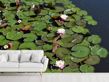 Wall Mural Photo Wallpaper White water lilies in the pond