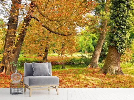 Papier peint photo Au milieu des arbres d'automne