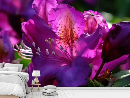 Wall Mural Photo Wallpaper The rhododendron