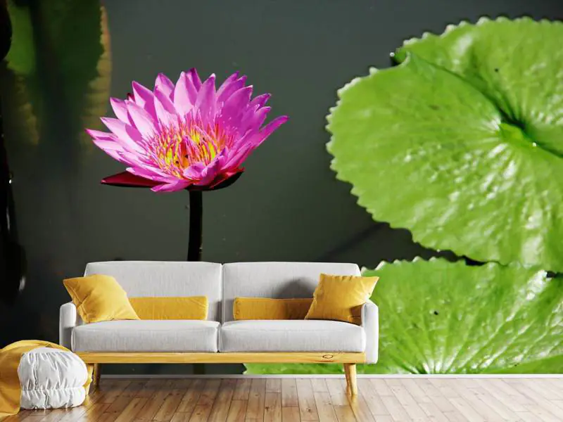 beautiful lotus wallpapers