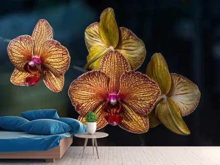 Papier peint photo Orchidaceae