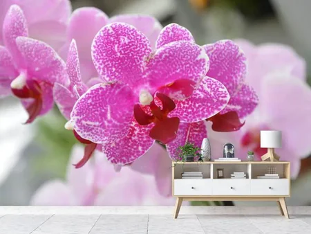 Papier peint photo Orchidées pourpres en fleurs