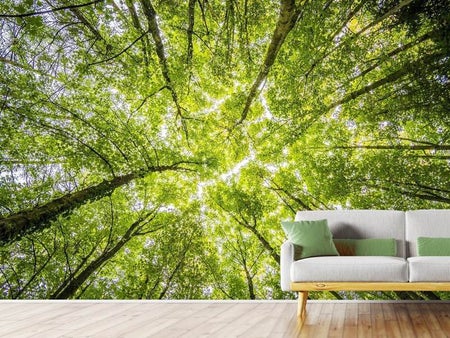 Wall Mural Photo Wallpaper Under the treetops