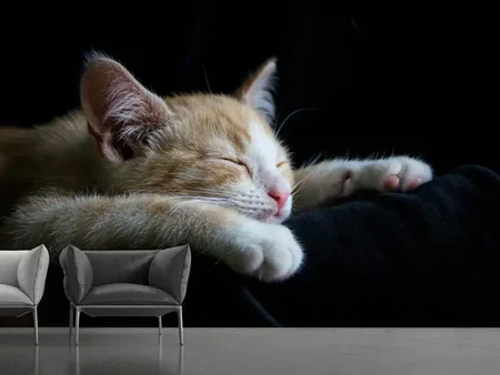 Fotobehang Lazy cat