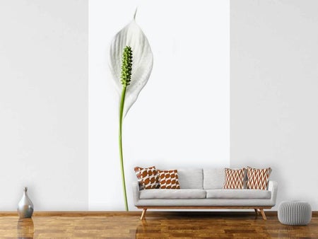 Fotobehang The peace lily