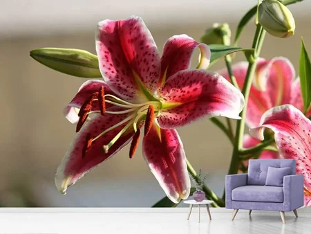 Wall Mural Photo Wallpaper Close up lily in red