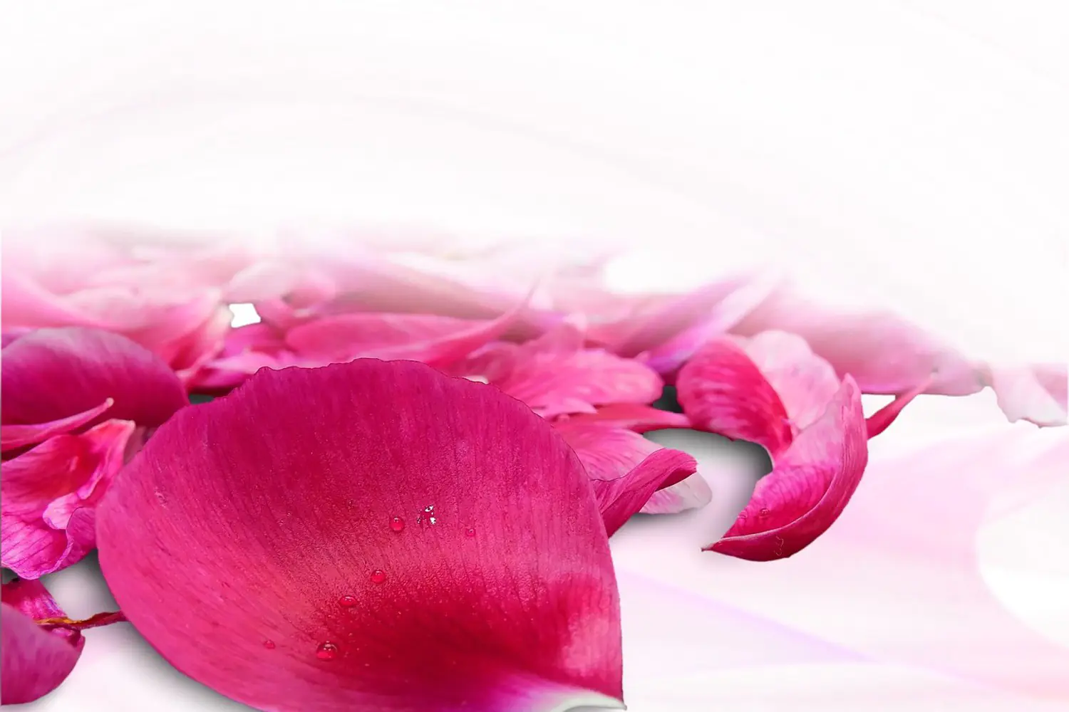 Fotomurale Petali di rosa in rosa 3