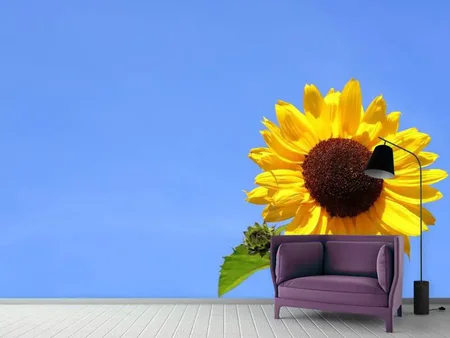 Wall Mural Photo Wallpaper Sunflower with blue sky