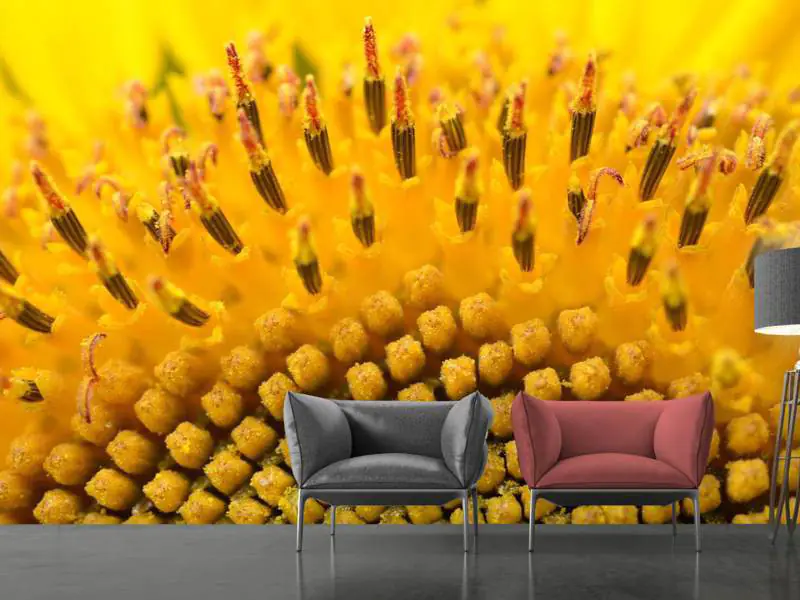 Fotomural Los brotes del girasol en XXL.