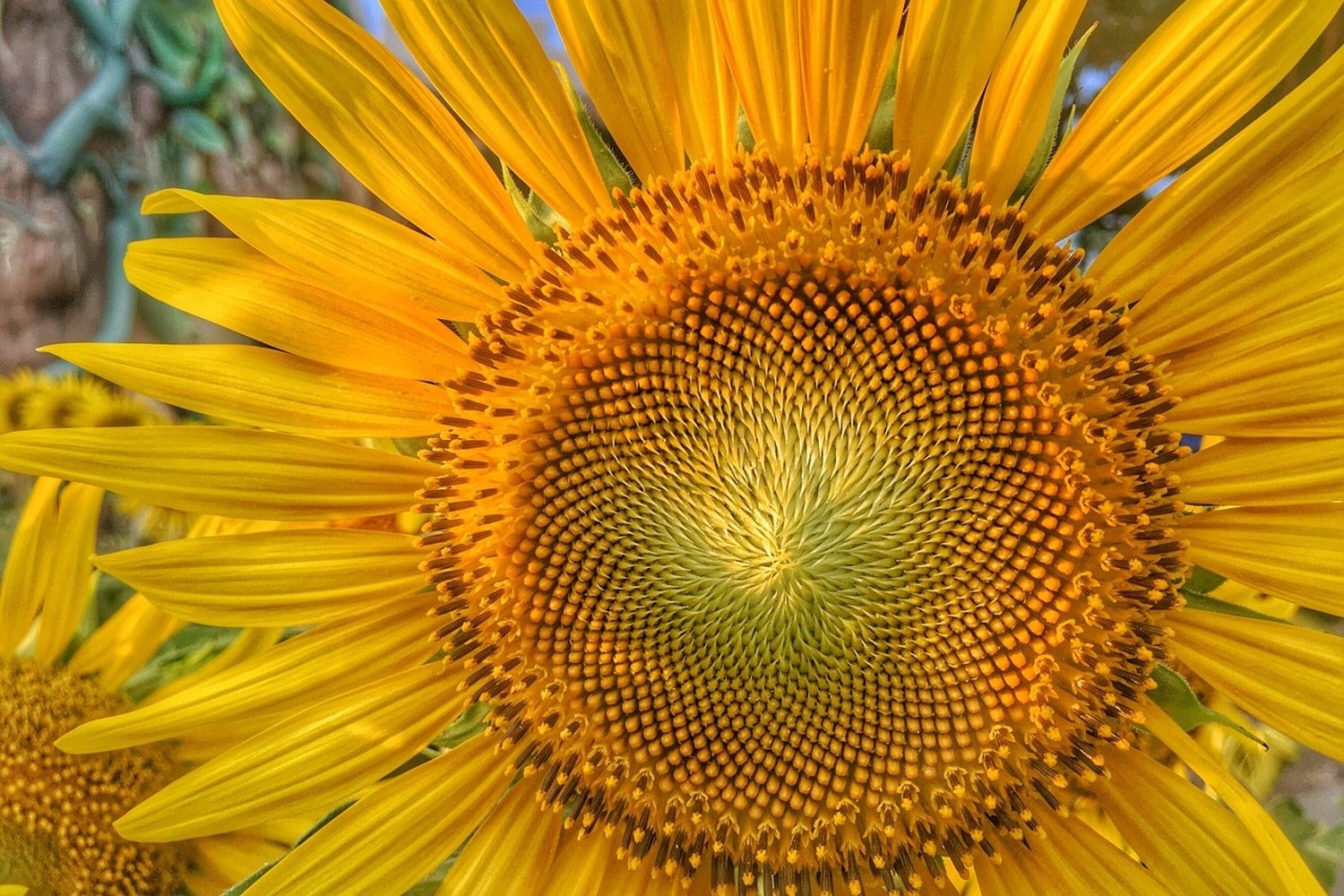 Fotomural Inflorescencia de un girasol