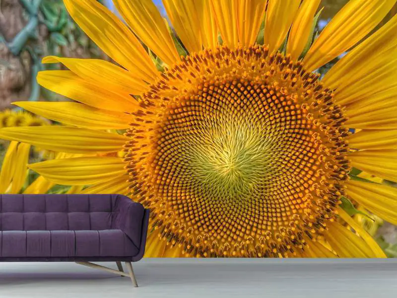 Fotomural Inflorescencia de un girasol