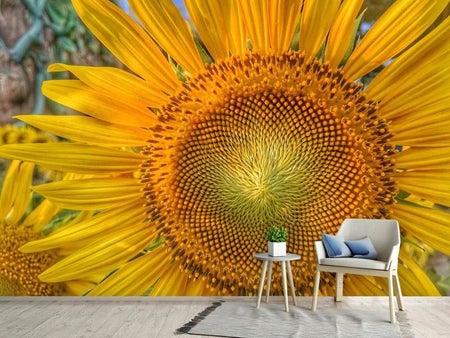 Valokuvatapetti Inflorescence of a sunflower
