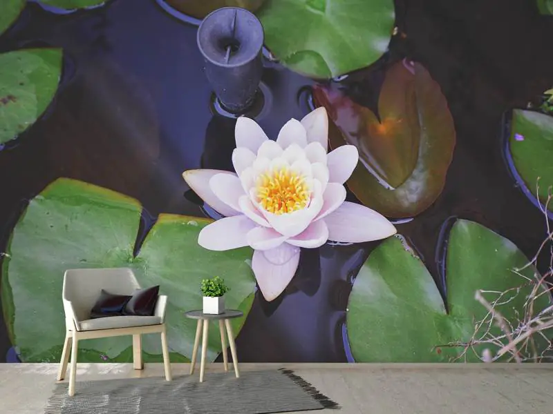 Wall Mural Photo Wallpaper The lily pad in white