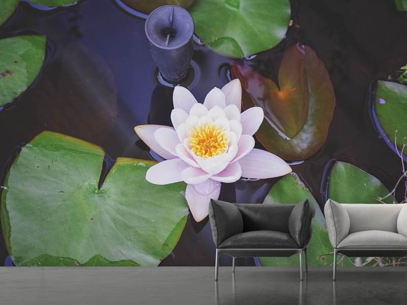 Wall Mural Photo Wallpaper The lily pad in white