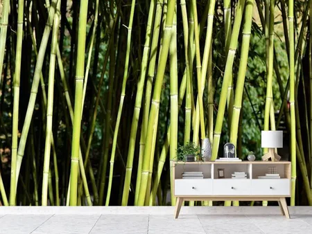Fotobehang Fresh bamboo