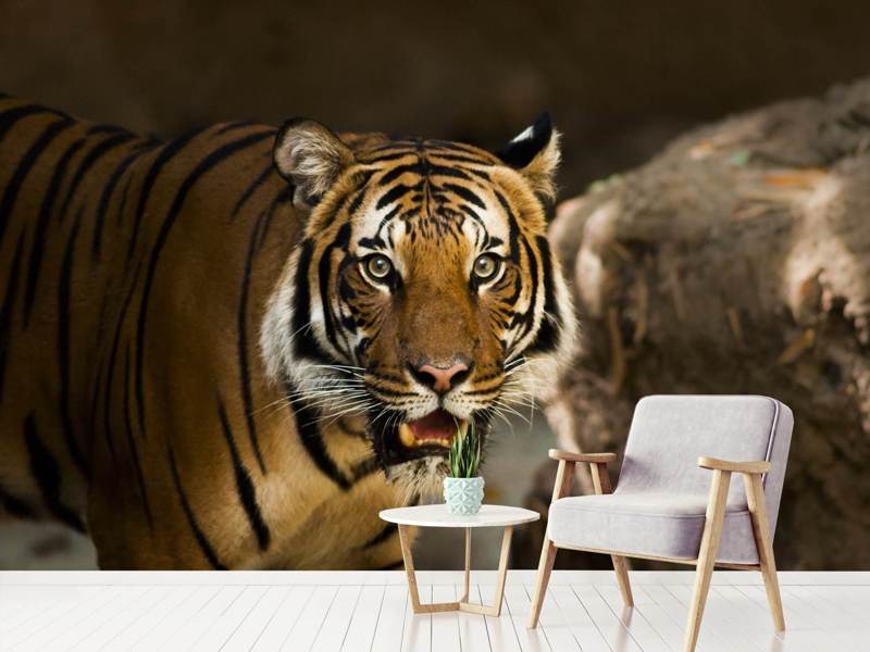 Tigre 3D Fotomurali,Animali Selvaggi 3D Carta Da Parati Fotomurali