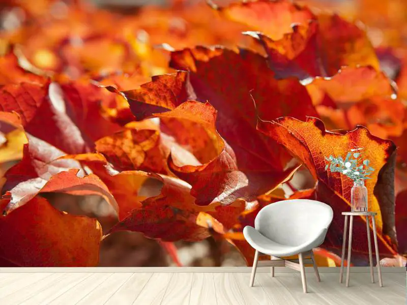 Papier peint photo Belles feuilles d'automne