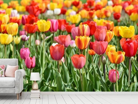 Papier peint photo Un champ de tulipes coloré