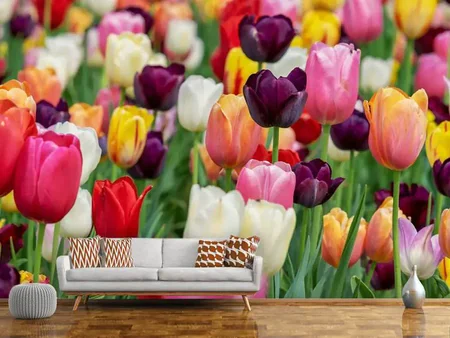 Fotobehang The colors of the tulips