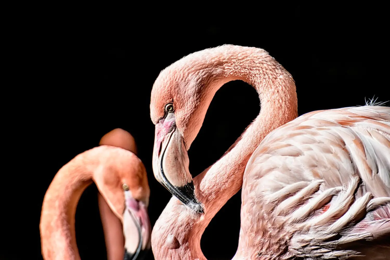 Fotobehang Magnificent flamingos