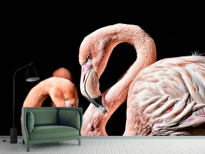 Fototapete Prächtige Flamingos