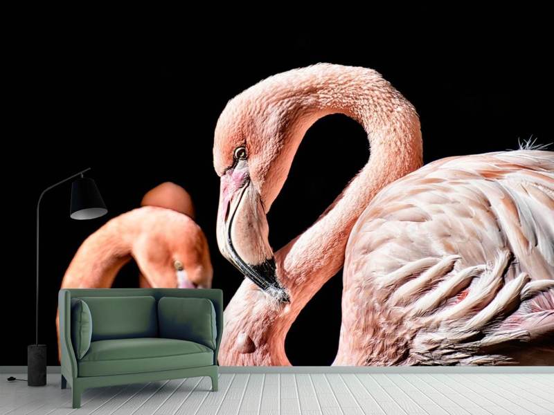 Valokuvatapetti Magnificent flamingos