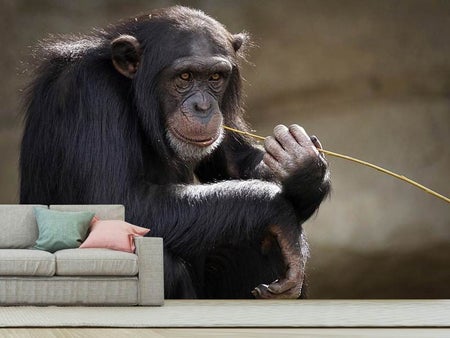 Fototapete Süsser Schimpanse
