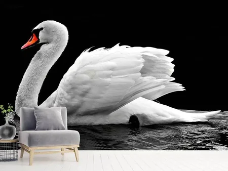 Fotobehang The graceful swan