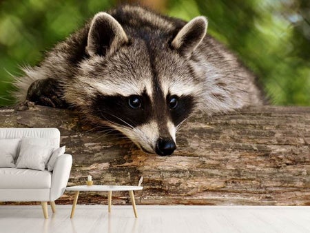 Fotobehang The cute raccoon