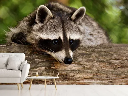 Valokuvatapetti The cute raccoon