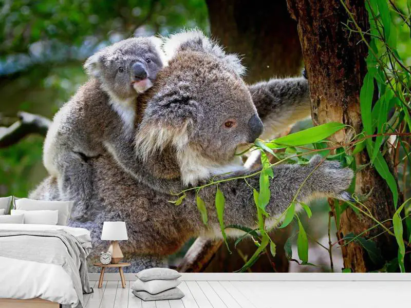 Papier peint photo Maman et bébé koala