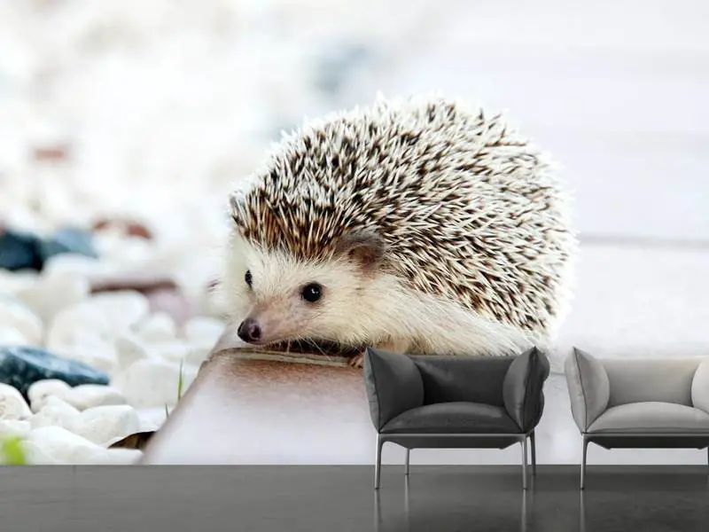 Wall Mural Photo Wallpaper The hedgehog baby | Shop now!